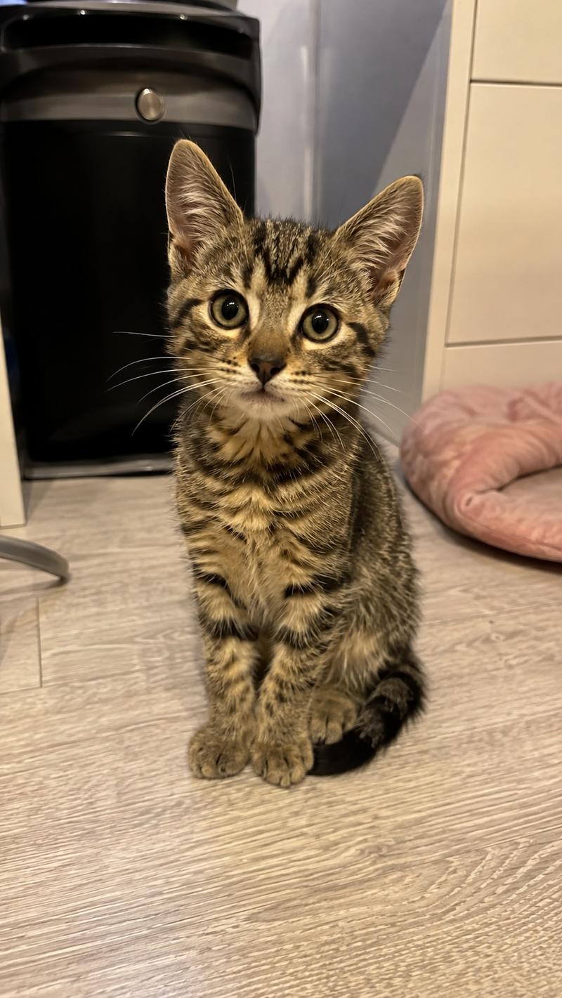 +500 animaux sauvés